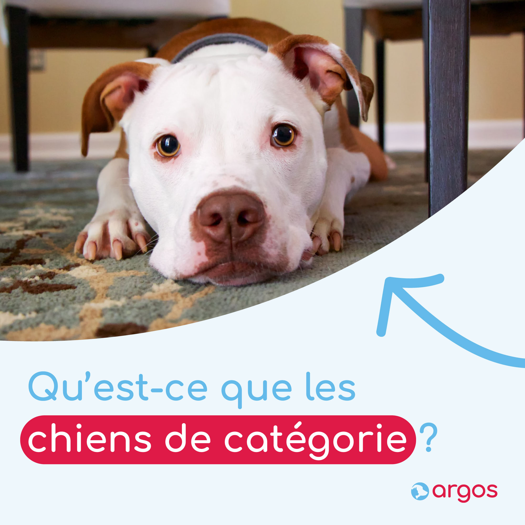 Les chiens de catégorie